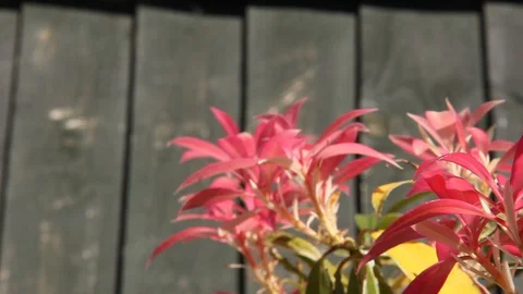 Pink Flower Pan HD Stock Footage 128428312