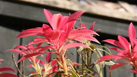 Pink Flower Pan HD Stock Footage 128428399