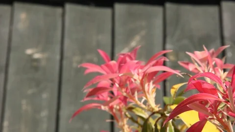 Pink Flower Pan HD Stock Footage 128429427