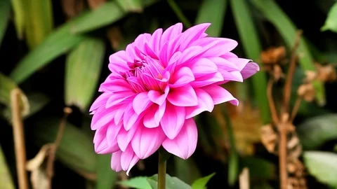 Pink Flower In The Park Stock Footage 105986644