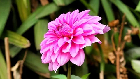 Pink Flower In The Park Stock Footage 105988843