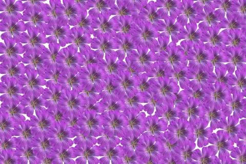 Pink flower pattern 写真素材