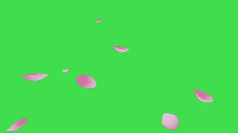 Pink flower petals falling animation on green screen background video overlay Stock Footage 329964854