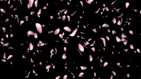Pink flower petals falling through wind blow. Seamless loop Stock Footage 132542101