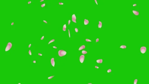 Pink flower petals falling vertically on a green screen Stock-Footage 331766259