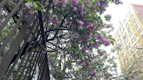 Pink flower petals flutter off branches of a park tree onto a Manhattan sidewalk Stock Footage 241699322