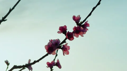 Pink Flower Petals On A Tree Branch Stock Footage 274097402