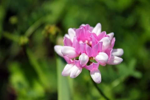Pink flower Stock Photos