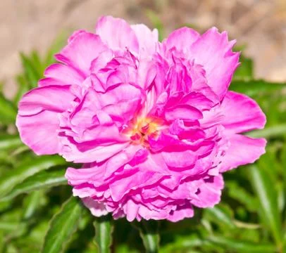 Pink flower Stock Photos