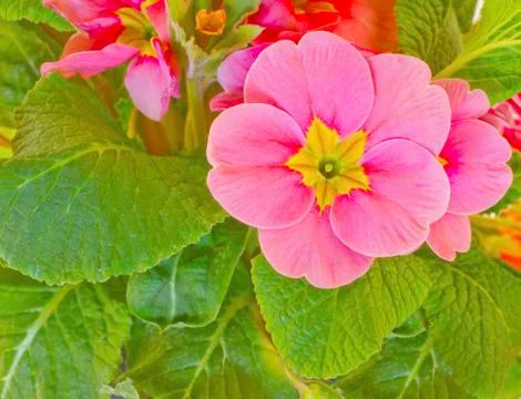Pink flower Stock Photos