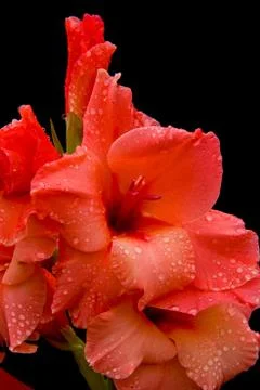 Pink flower Stock Photos