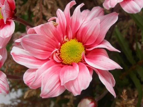 Pink flower Stock Photos