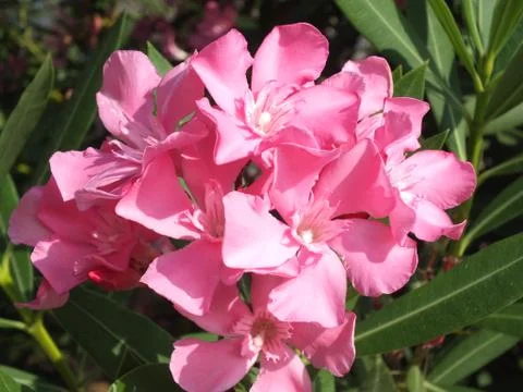 Pink Flower Stock Photos