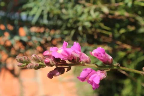 Pink flower 스톡 사진