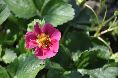 Pink flower Stock Photos