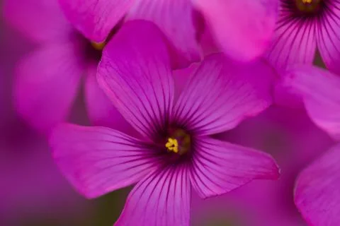Pink flower 写真素材