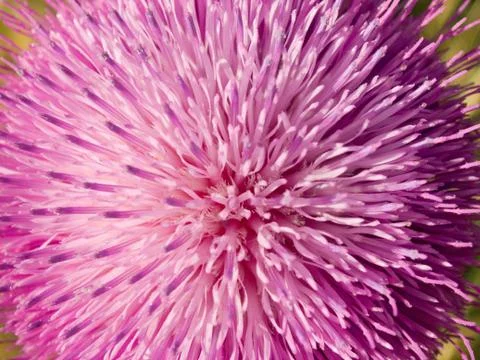 Pink flower Stock Photos