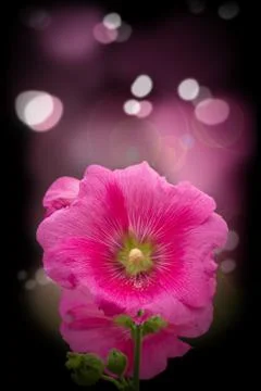 Pink flower Stock Photos