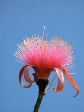 Pink Flower Stock Photos