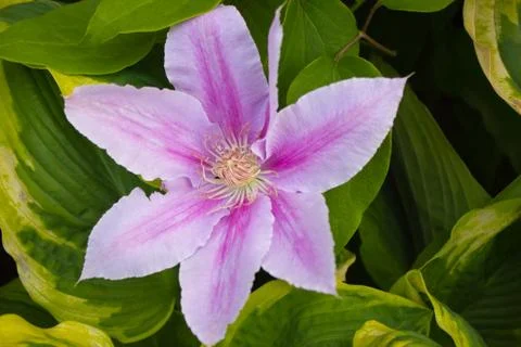 Pink flower Stock Photos