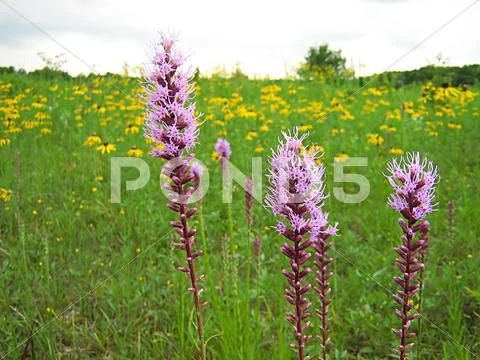 Pink Flower Stock Photos