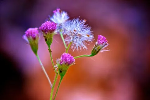 Pink flower Stock Photos