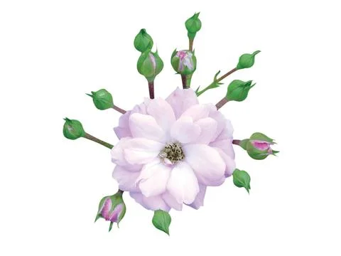 Pink  flower 스톡 사진