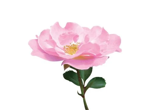 Pink  flower Stock Photos