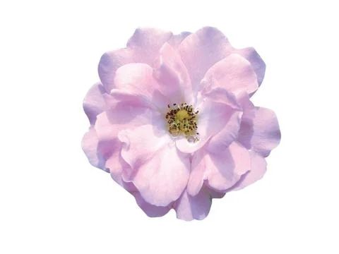 Pink  flower Stock Photos