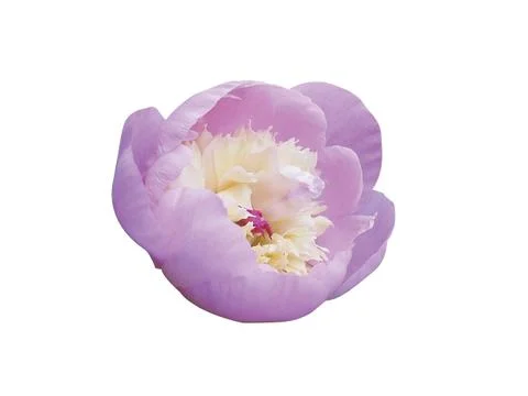 Pink  flower Stock Photos
