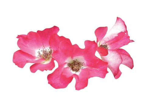 Pink  flower Stock Photos