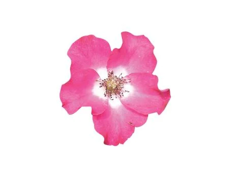 Pink  flower Stock Photos