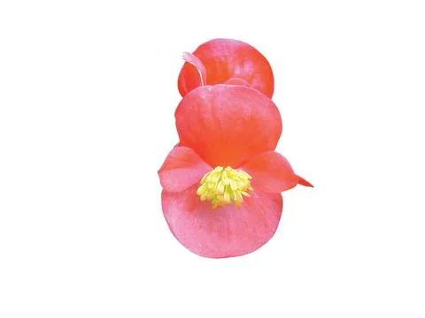 Pink  flower Stock Photos