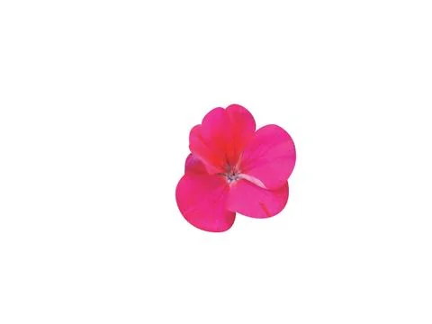 Pink  flower Stock Photos