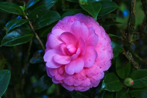 Pink flower Stock Photos