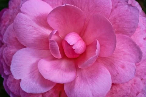 Pink flower Stock Photos
