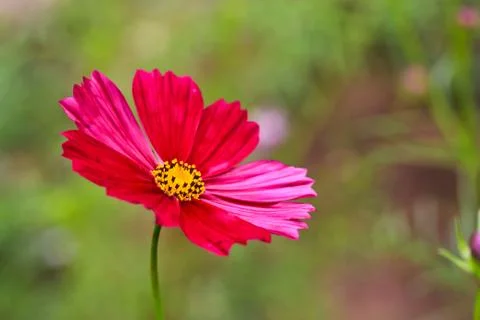 Pink flower Stock Photos