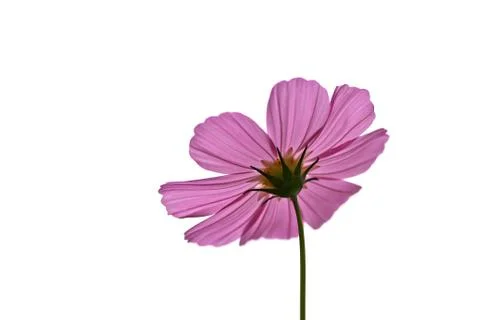 Pink flower Stock Photos