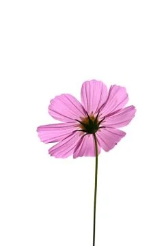 Pink flower Stock Photos