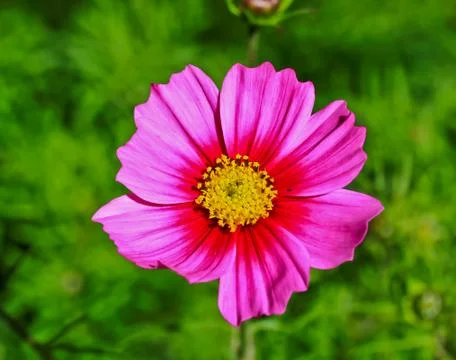 Pink flower Stock Photos