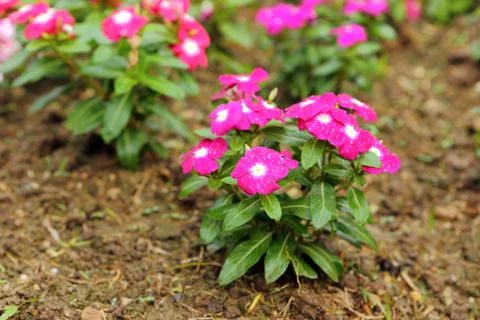 Pink flower Foto stock