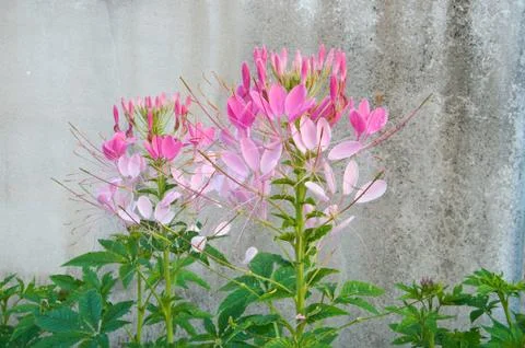 Pink flower Stock Photos