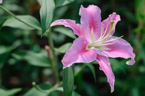 Pink flower Stock Photos