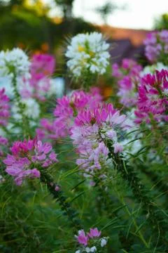 Pink flower Stock Photos