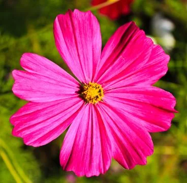 Pink flower. Stock Photos