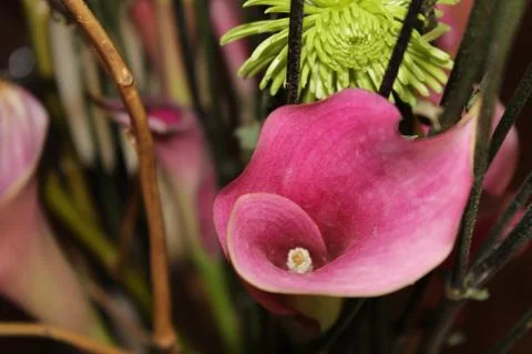 Pink Flower Stockfoto's