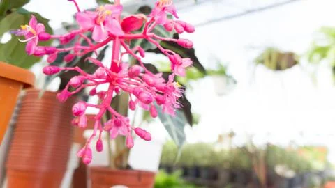 Pink flower Stock Photos