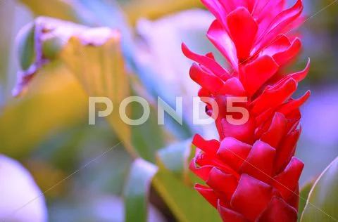 Pink Flower Stock Photos