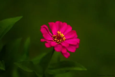 Pink Flower Stock Photos