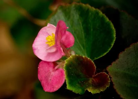Pink flower Stockfoto's
